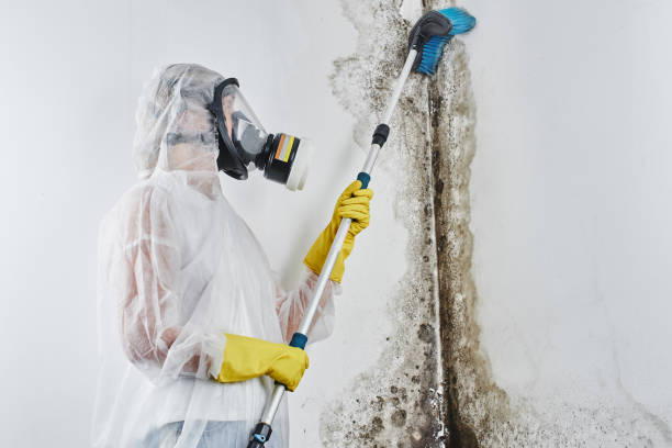 Corpus Christi, TX Mold Removal Company