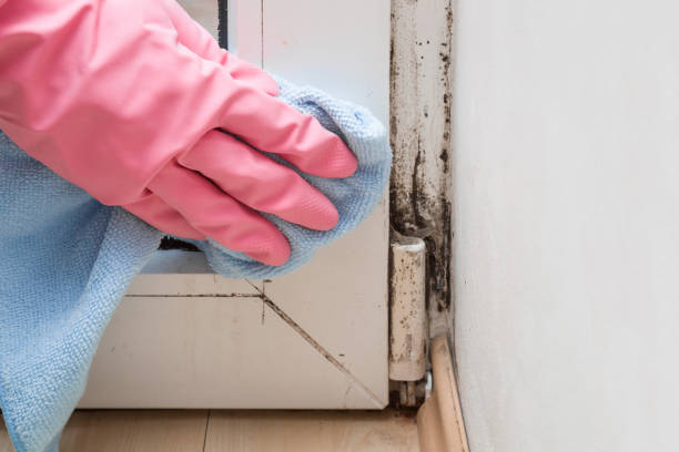 Best Attic Mold Removal  in Corpus Christi, TX