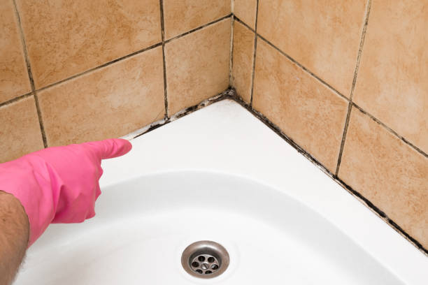 Best Fast Mold Removal  in Corpus Christi, TX